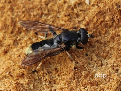 Xylota sylvarum, male, hoverfly, Alan Prowse